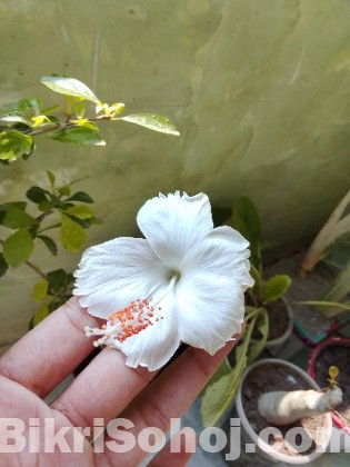 জবা জবা
